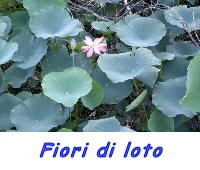 Fiori di loto
